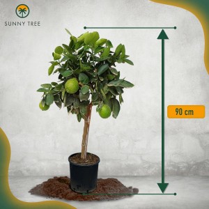 Fruchttragender Limettenbaum (90 cm) im Topf. Ideal für Garten und Balkon.