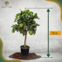 Fruchttragender Limettenbaum (90 cm) im Topf. Ideal für Garten und Balkon.