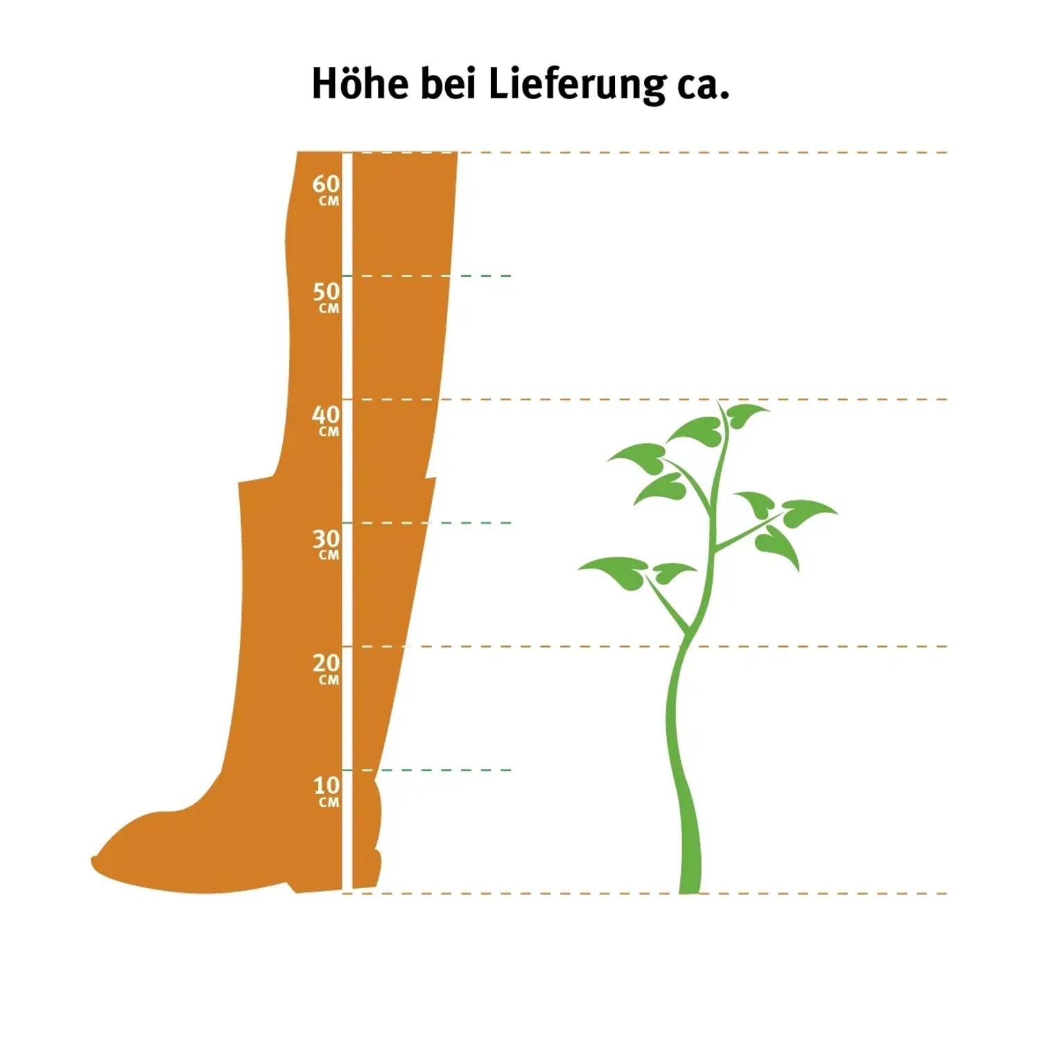 Johanniskraut 'Magical Gelb': Illustration der Lieferhöhe (30-40 cm).