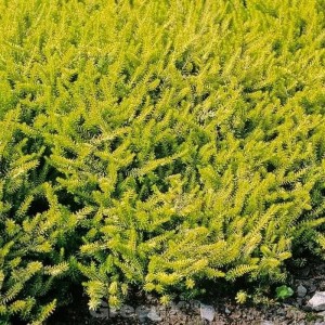 10 Winterheide Golden Starlet Pflanzen mit goldgelbem Laub im Beet.