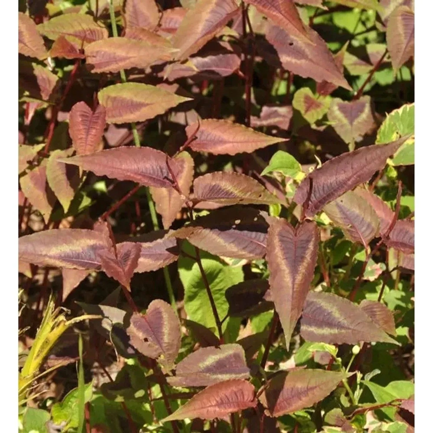 Knöterich Red Dragon - Persicaria microcephala_2