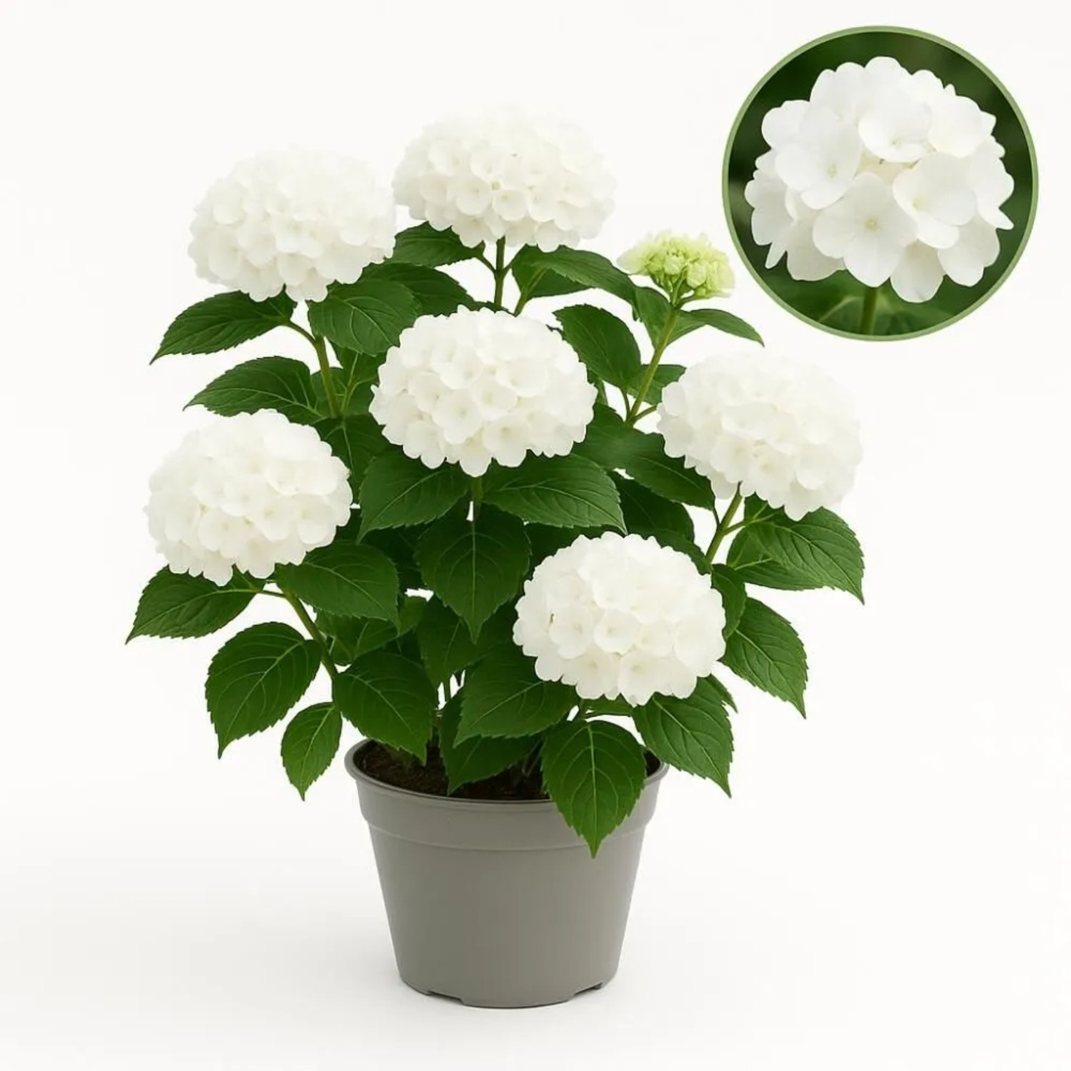 Exotenherz Hortensia Hydrangea Forever & Ever Weiß 7-12 Blühten 23cm Topf günstig online kaufen