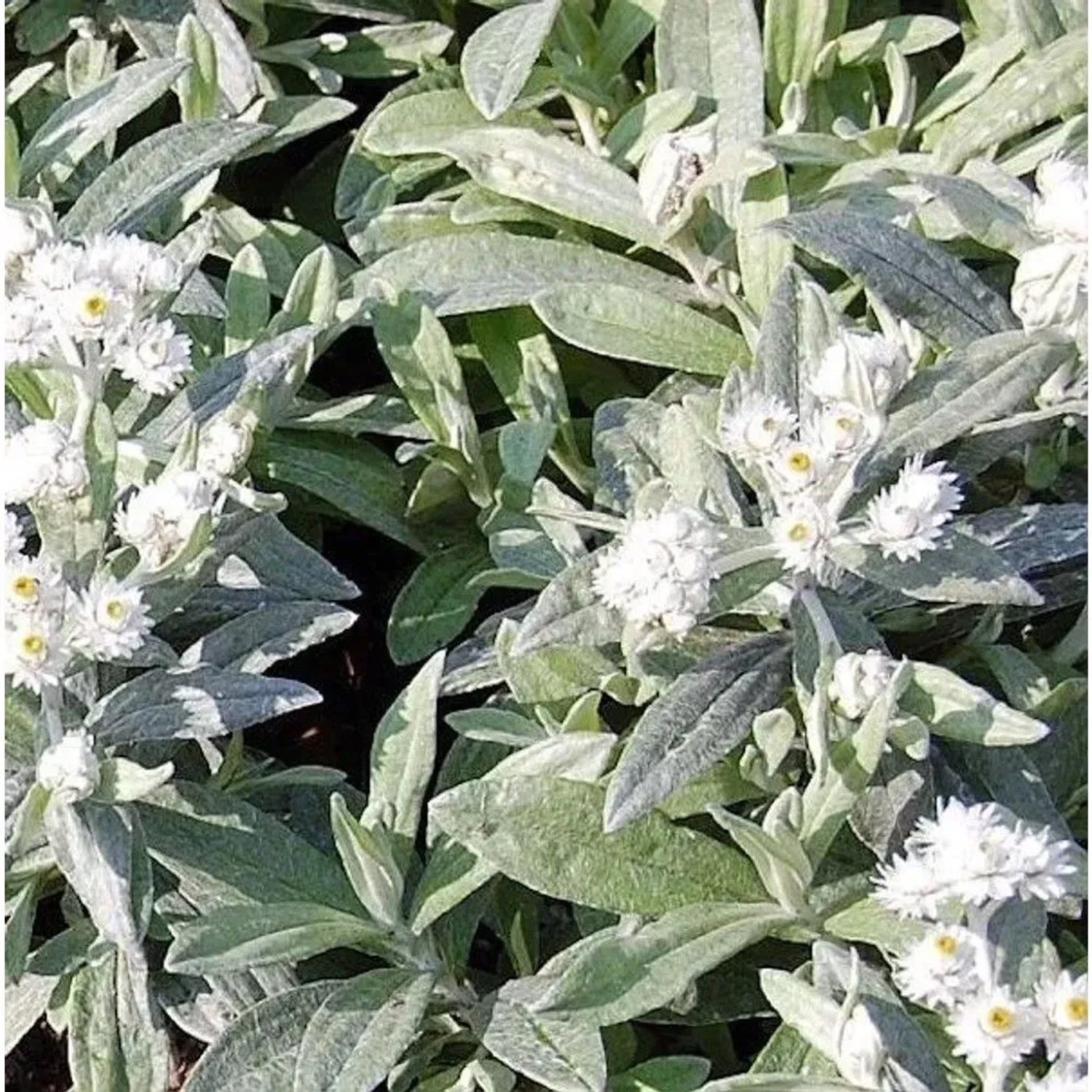Perlkörbchen Sommerschnee - Anaphalis triplnervis