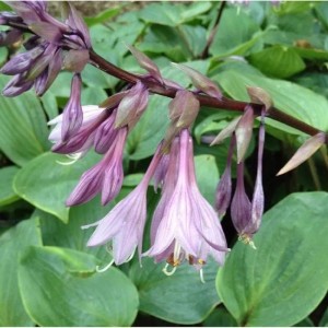 Funkie 'Purple Heart' (Hosta cultorum) mit violetten Blüten und grünen Blättern.