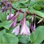 Funkie 'Purple Heart' (Hosta cultorum) mit violetten Blüten und grünen Blättern.