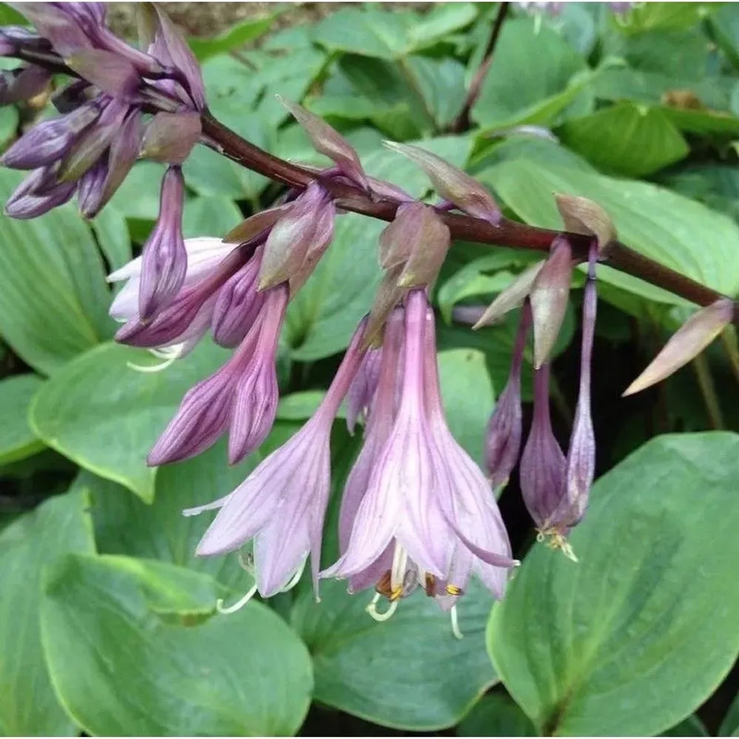 Funkie Purple Heart - Hosta cultorum