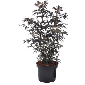 Holunder Black Lace im Topf: Dunkellaubiger Strauch mit geschlitzten Blättern, ca. 40-50 cm hoch.