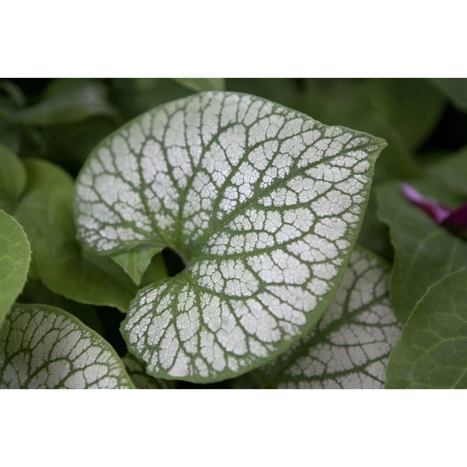 Brunnera Macrophylla Jack Frost Kaukasusvergissmeinnicht Ca. 11x11 cm Topf günstig online kaufen