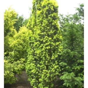 Gelbe Säuleneibe 60-80cm - Taxus baccata Fastigiata Aureomarginata