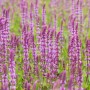 Rosa Steppen-Salbei (Salvia nemorosa) im Topf, blühende Zierpflanze für sonnige Standorte.