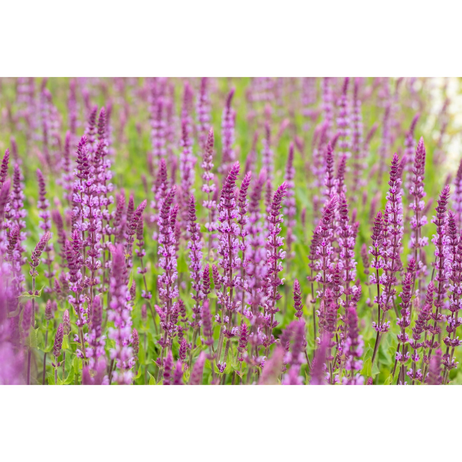 Rosa Steppen-Salbei (Salvia nemorosa) im Topf, blühende Zierpflanze für sonnige Standorte.