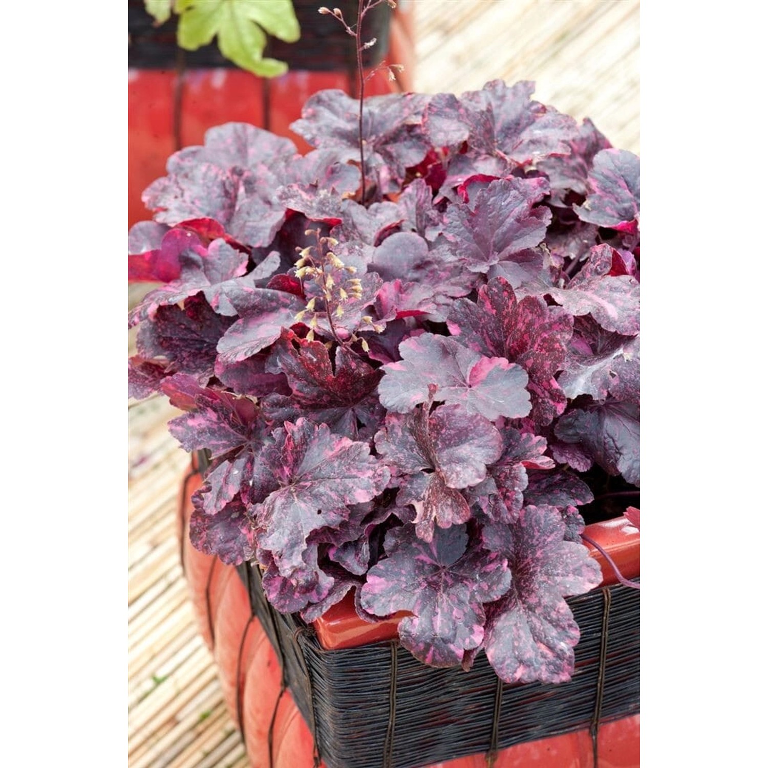 Heuchera Micrantha Midnight Rose Purpurglöckchen Ca. 11x11 cm Topf günstig online kaufen