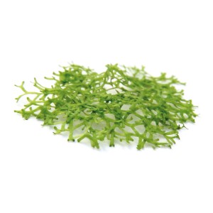 Dennerle Riccia Fluitans Aquariumpflanze In-Vitro, hellgrünes Teichlebermoos für Aquarien.