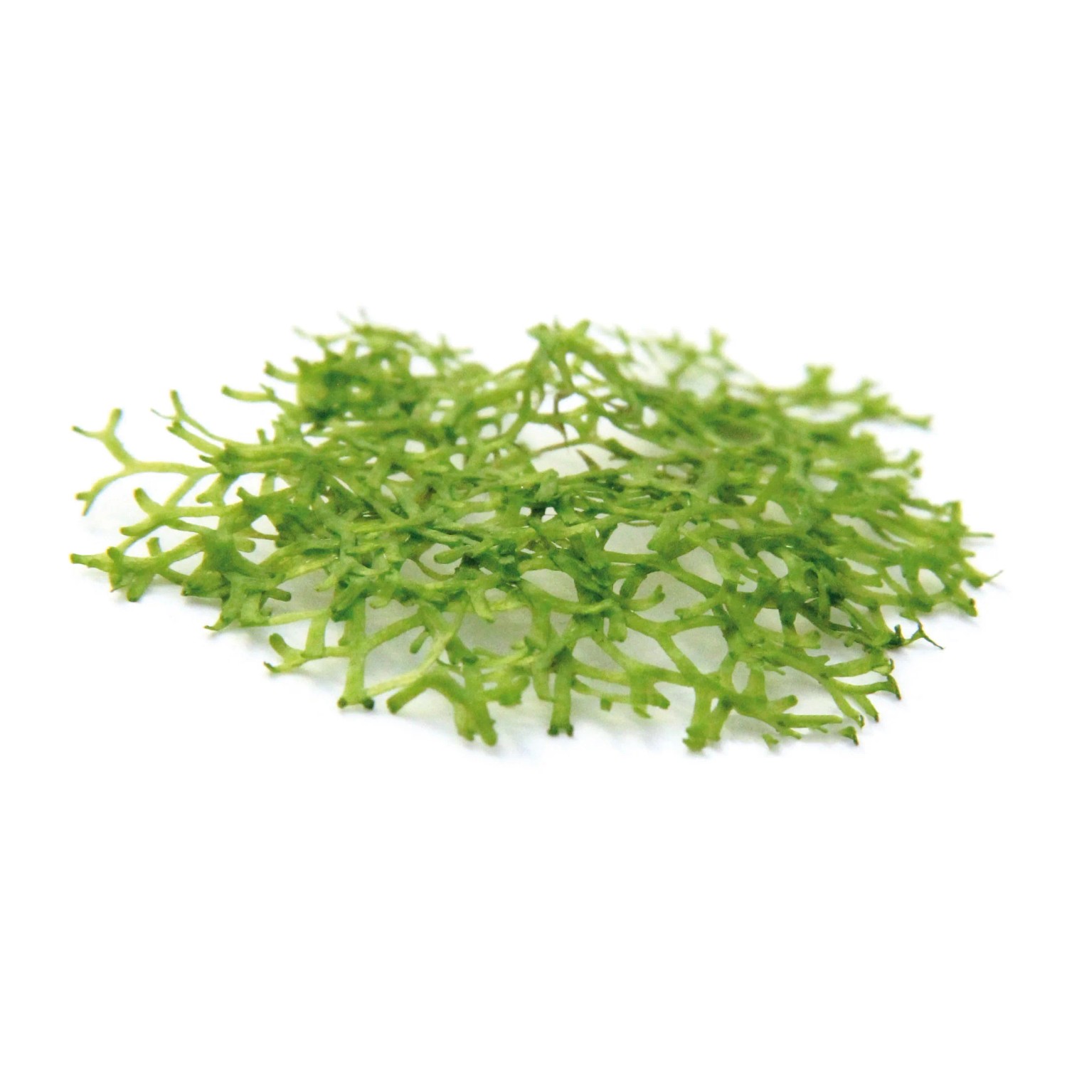 Dennerle Plants Aquariumpflanze Riccia Fluitans In-Vitro