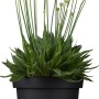 GROW by OBI Strand-Grasnelke Rot im Topf, ca. 9 cm. Blühende Armeria maritima für Steingärten.
