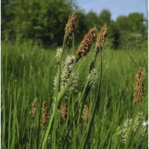 Nahaufnahme der Schwarzbraunen Segge (Carex nigra), einer dekorativen Staude.