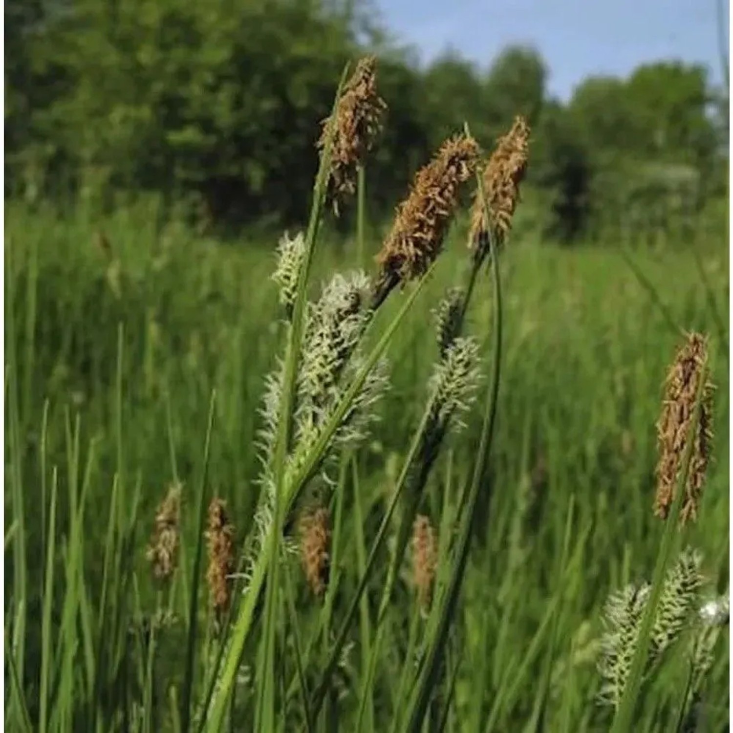 Schwarzbraune Segge - Carex nigra