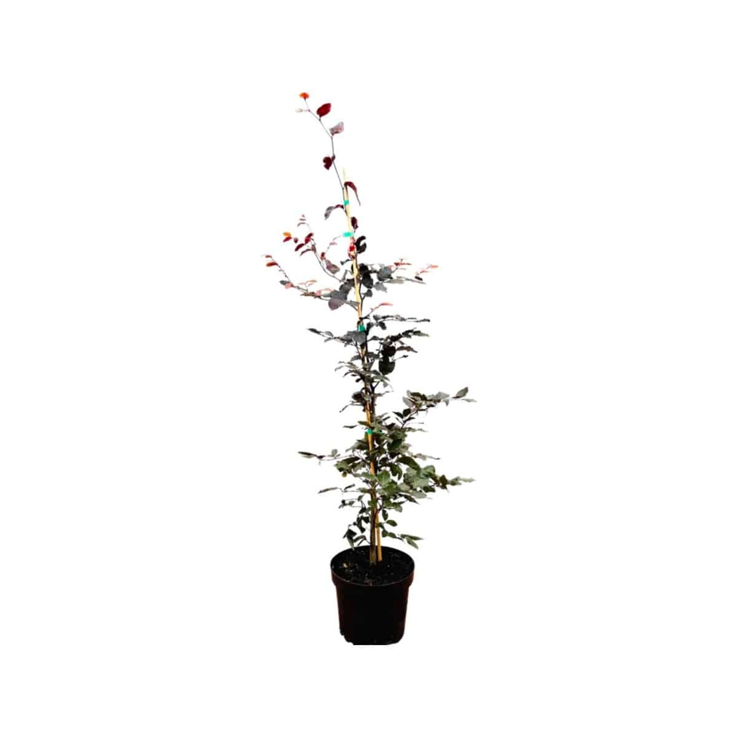 Fagus sylvatica 'Purpurea' 100-125 cm günstig online kaufen