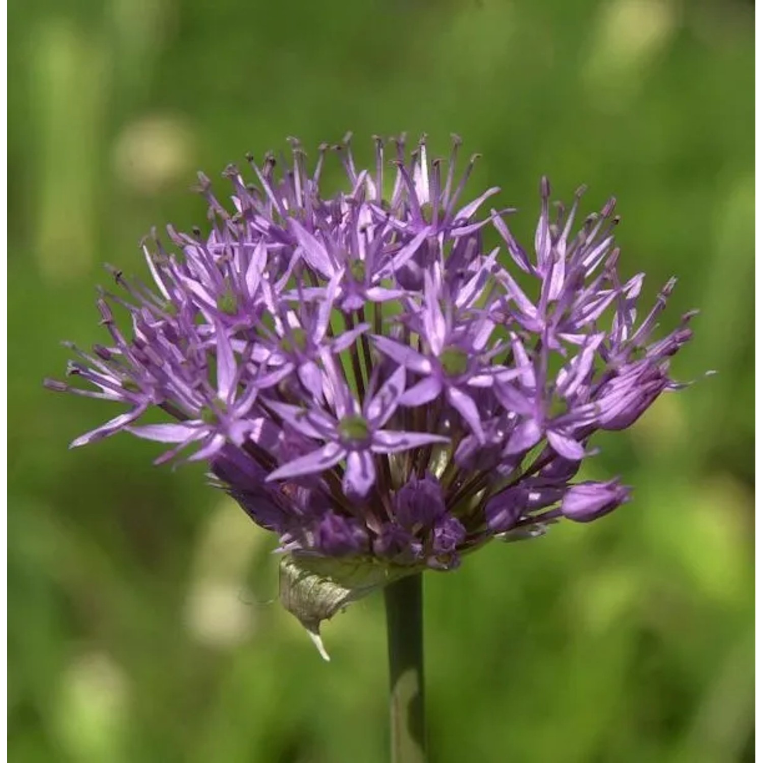 Granat Kugellauch - Allium atropurpureum