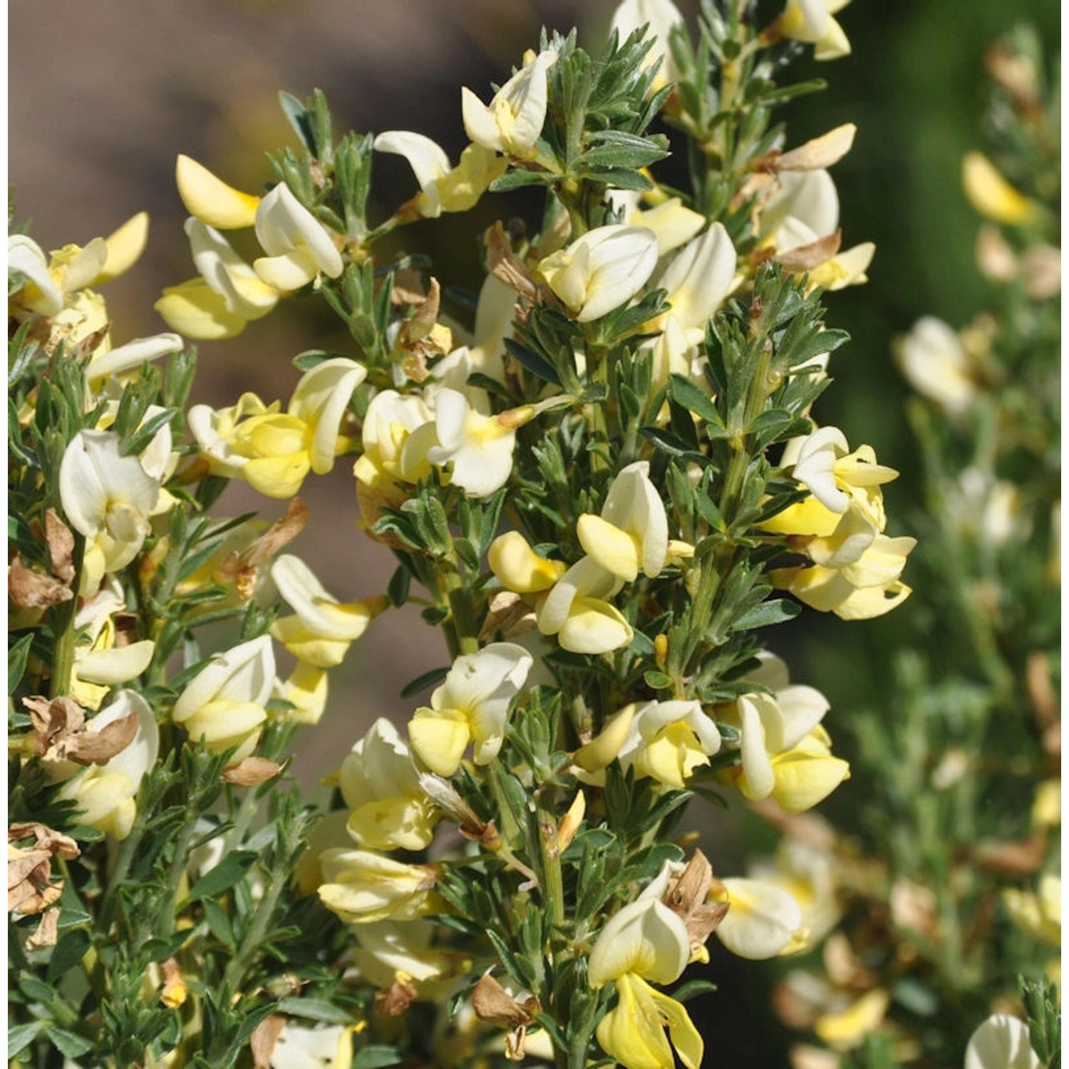 Kissenginster Geißklee 20-30cm - Cytisus decumbens günstig online kaufen