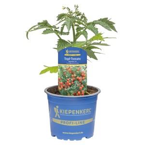 Kiepenkerl Topf-Tomate Vigo®Rot im blauen Topf, Solanum lycopersicum.
