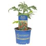 Kiepenkerl Topf-Tomate Vigo®Rot im blauen Topf, Solanum lycopersicum.