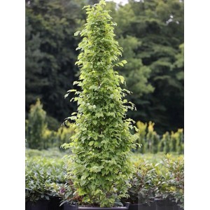 Säulen-Hainbuche 'Monument', 60-80cm, grüne Blätter, schlanke Wuchsform.