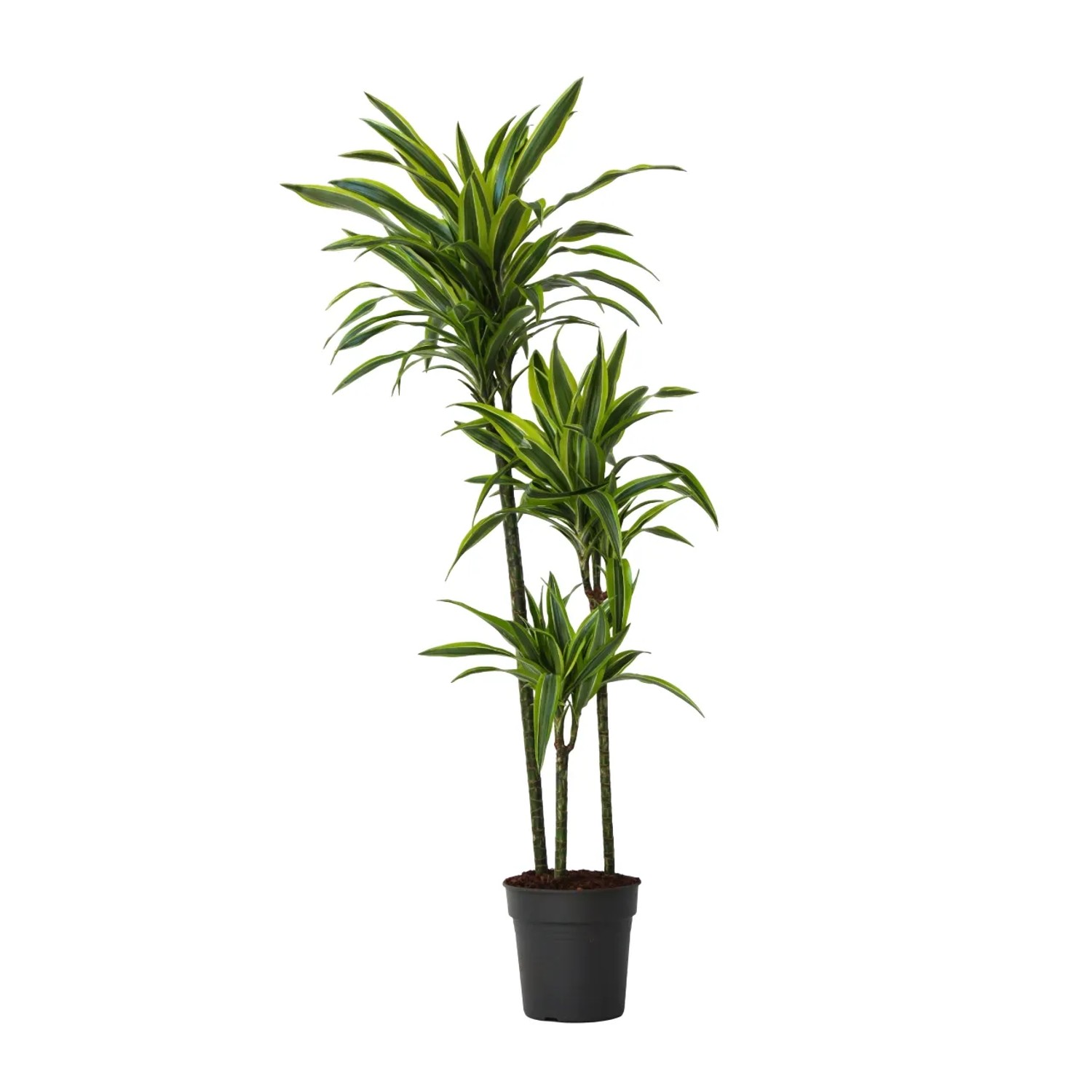 Plant In A Box Drachenbaum  Dracaena 'Lemon Lime' Höhe 130cm Ø24 Grün