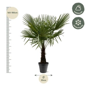 Exotenherz Chinesiche Hanfpalme Trachycarpus Fortunei 30cm Topf 160-180cm Hoch