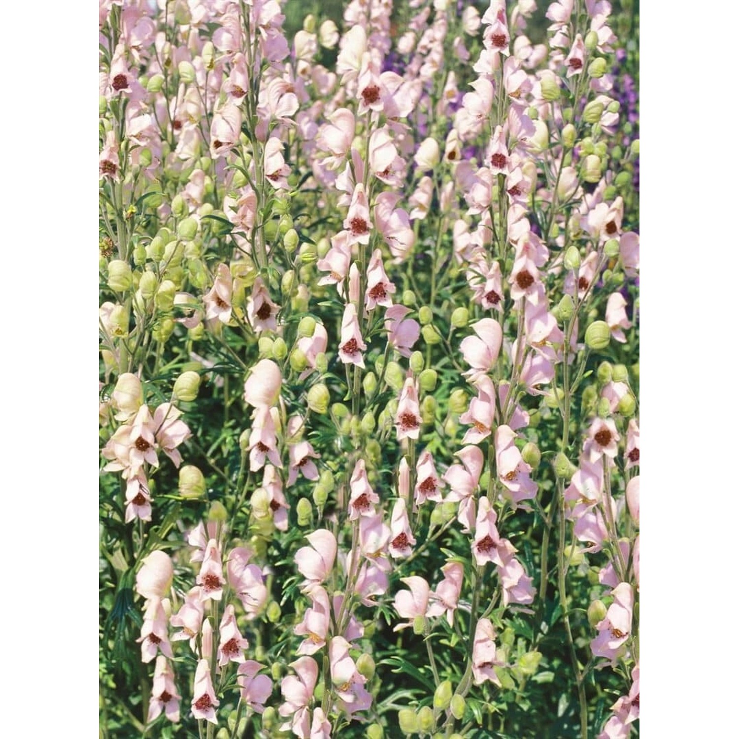 Aconitum Napellus Rubellum Eisenhut Ca. 11x11 cm Topf günstig online kaufen