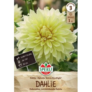 Sperli Dahlie Kelvin Floodlight, gelbe Blüte. Blumenzwiebel für Beet und Vase.