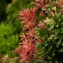 Japanische Lavendelheide 'Mountain Fire' mit roten Triebspitzen und grünen Blättern.