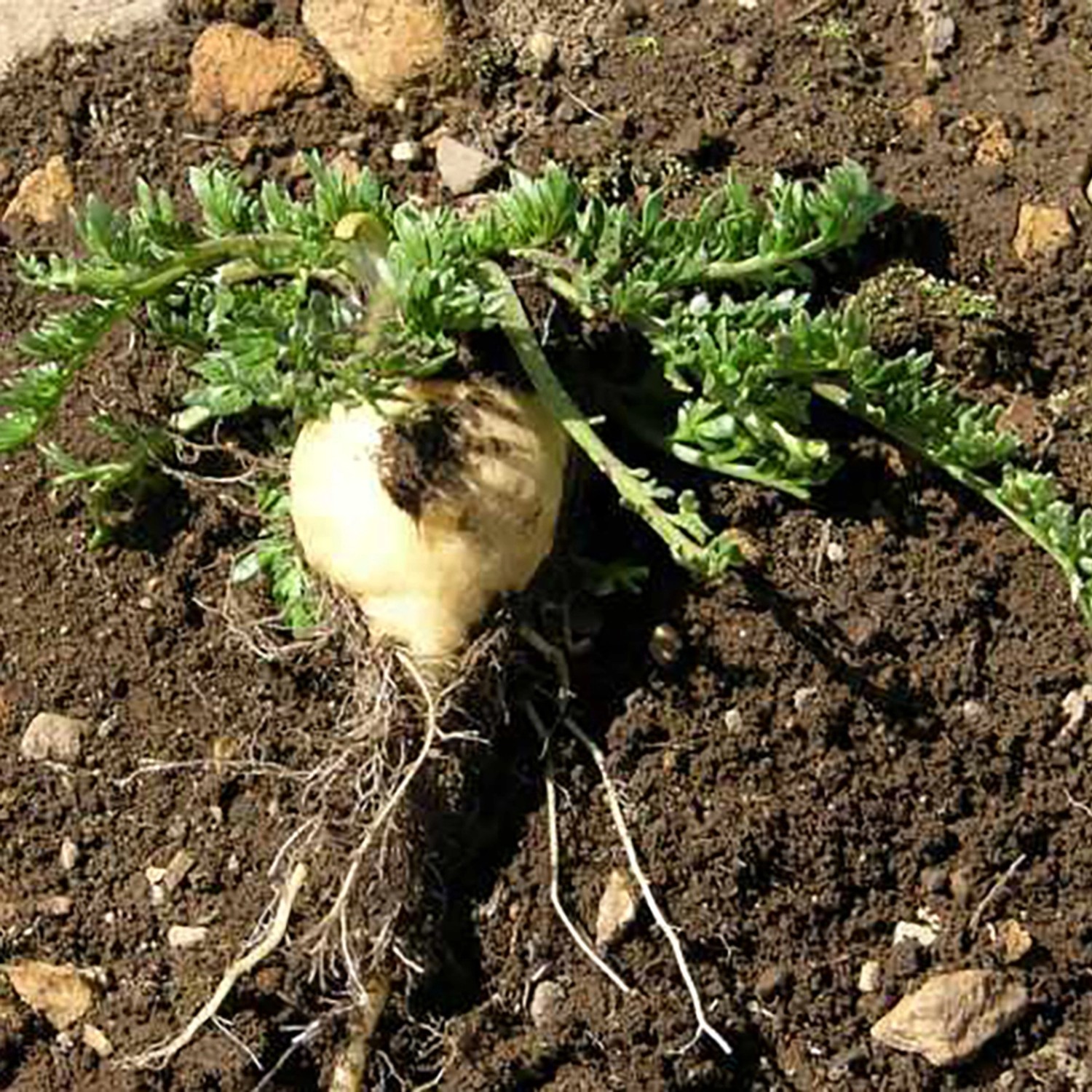 Blu Maca Pflanze im Topf (ca. 12 cm Ø) mit Wurzeln und grünen Blättern in Erde.