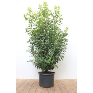 Portugiesischer Kirschlorbeer 'Angustifolia', 125-150 cm, im Topf. Immergrüne Heckenpflanze mit dichten, grünen Blättern.