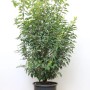 Portugiesischer Kirschlorbeer 'Angustifolia', 125-150 cm, im Topf. Immergrüne Heckenpflanze mit dichten, grünen Blättern.