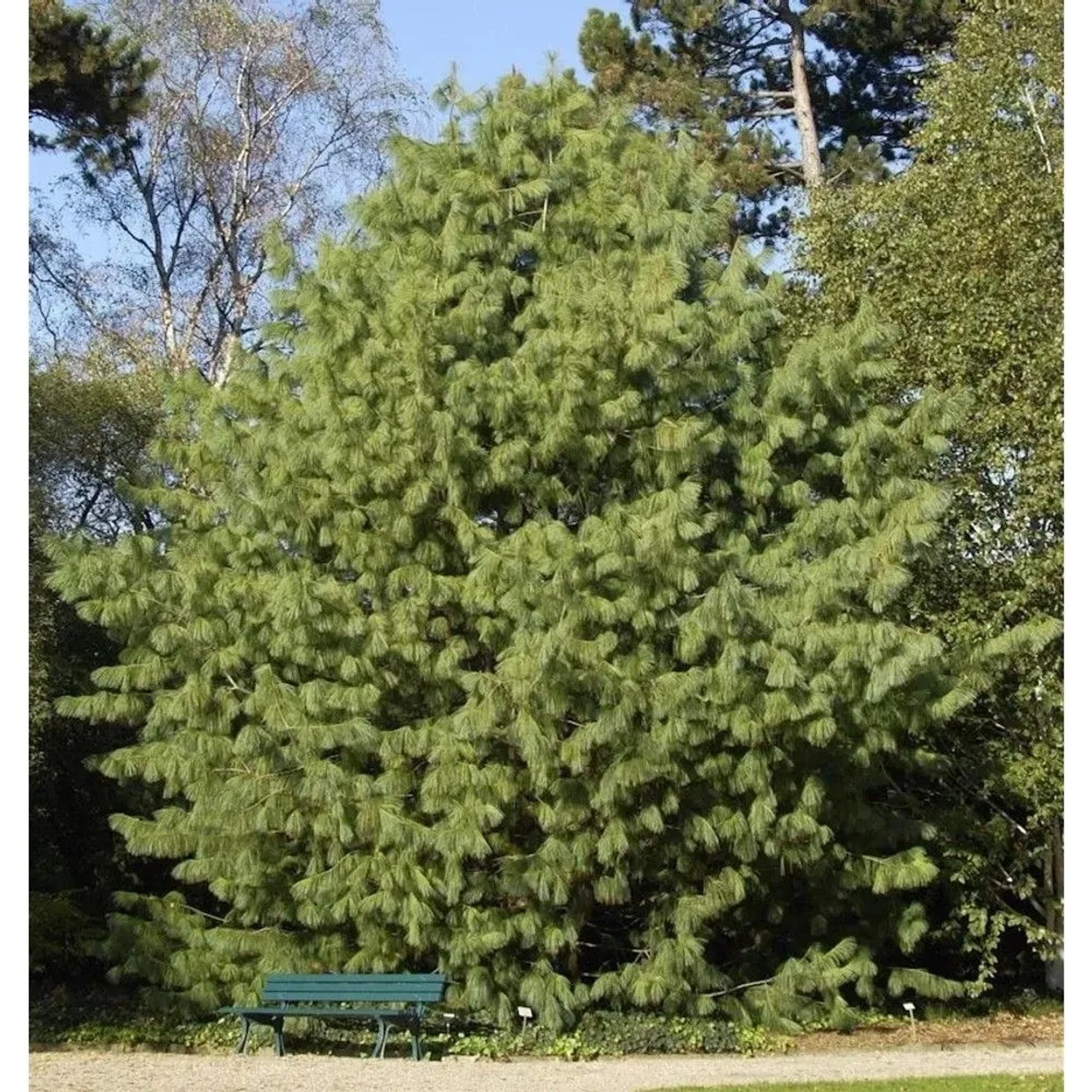 Tränenkiefer 40-50cm - Pinus wallichiana