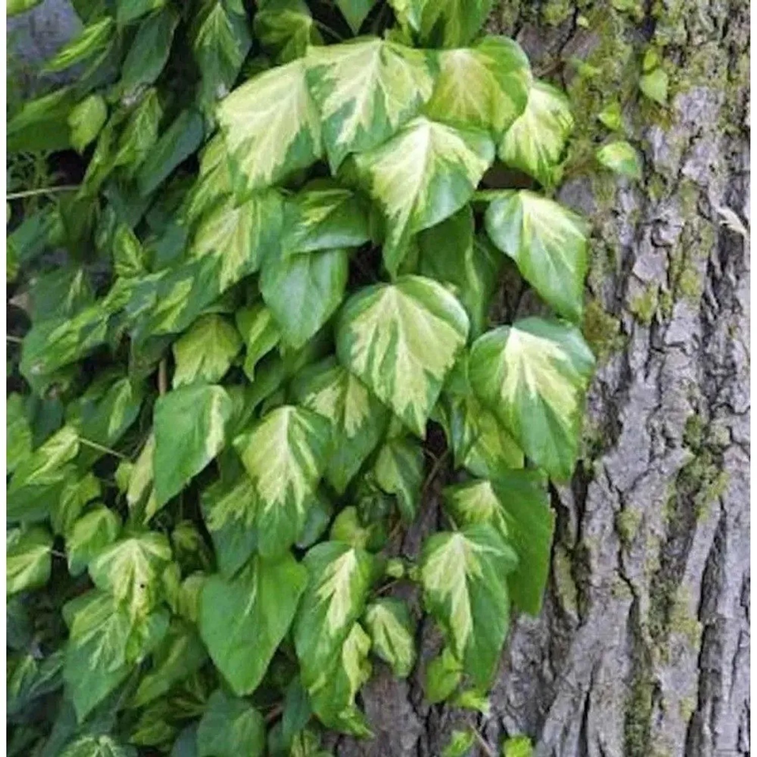 Nordafrikanisches Efeu 60-80cm - Hedera algeriensis