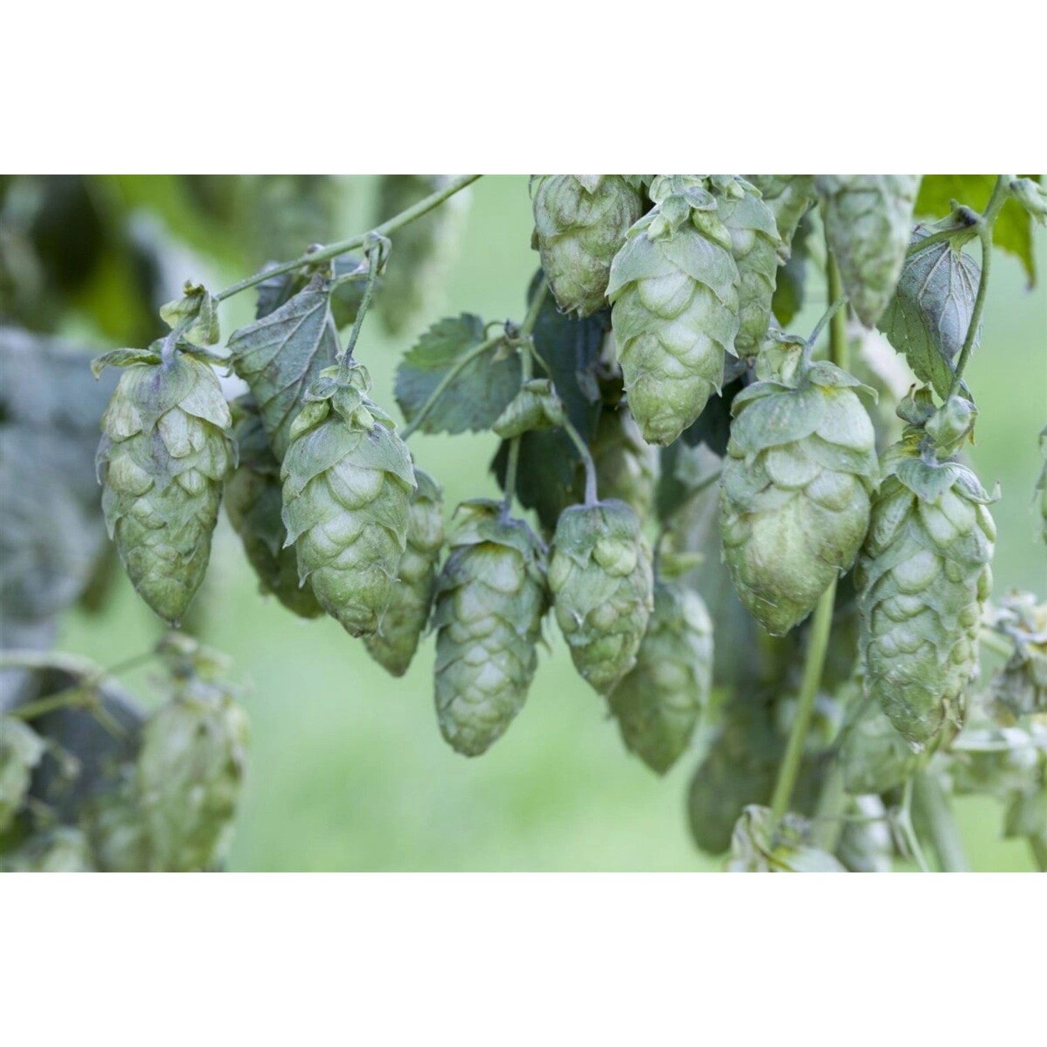 Humulus Lupulus Hersbrucker Hopfen 60–100 cm günstig online kaufen