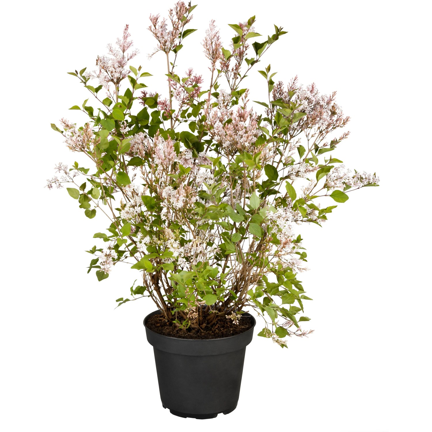 GROW by OBI Zwergflieder 'Flowerfesta White' ca. 40cm Topf ca. 3,5l Syringa mey.