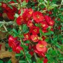 Leuchtend rote Zierquitte Nicoline (40-60 cm) mit grünen Blättern, ideal für Garten und Beet.