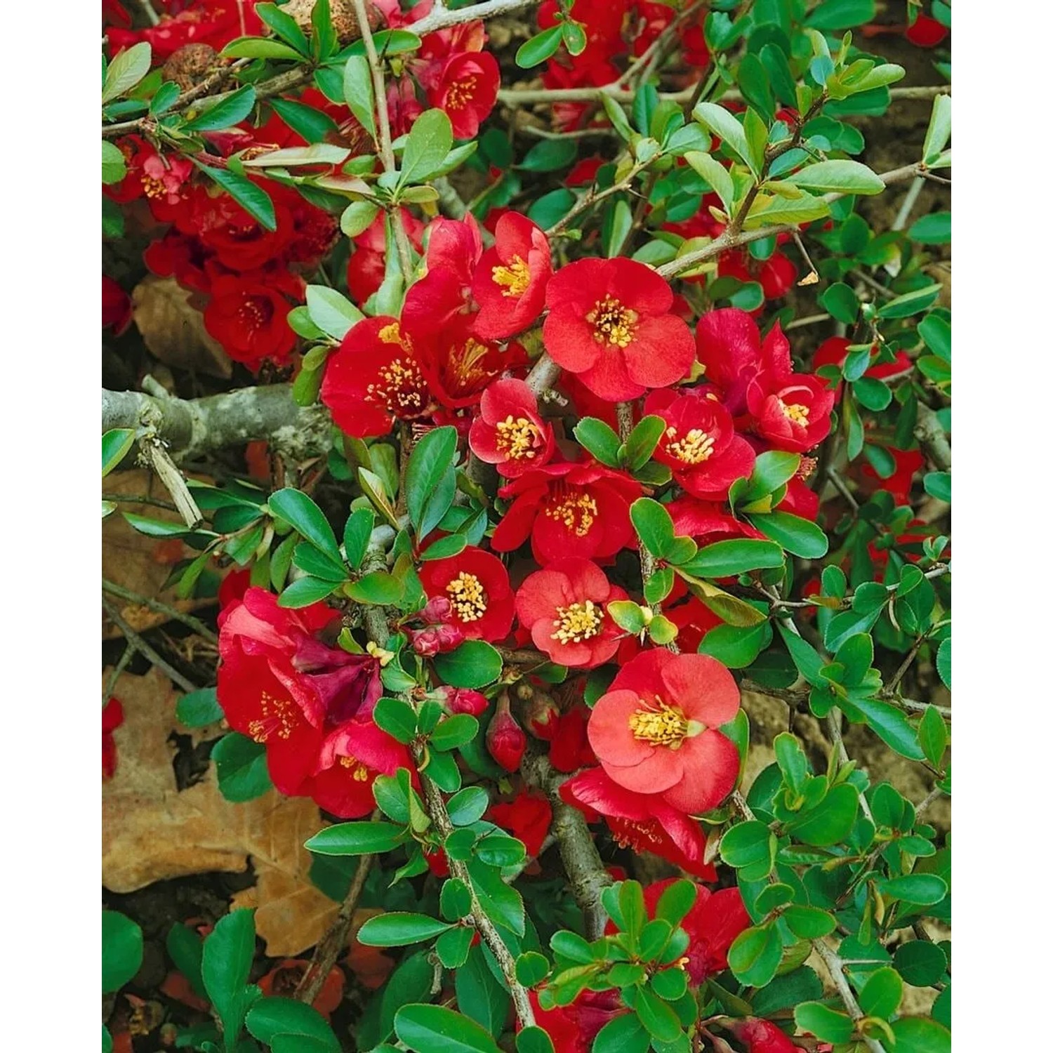 Leuchtend rote Zierquitte Nicoline (40-60 cm) mit grünen Blättern, ideal für Garten und Beet.