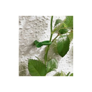 Grüner Rankenhalter mit Blattmotiv fixiert Rankpflanze an einer Wand. Rankhilfen im 10er-Set.