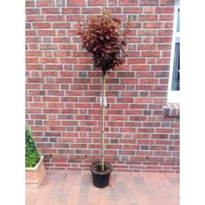 Blutpflaume 'Nigra' als Hochstamm im Topf, mit rotlaubiger Krone. Ideal als Hausbaum für Garten und Terrasse.