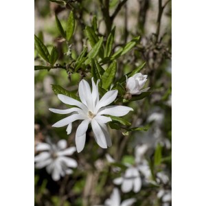 Nahaufnahme einer blühenden, weißen Sternmagnolie (Magnolia Stellata) mit grünen Blättern.