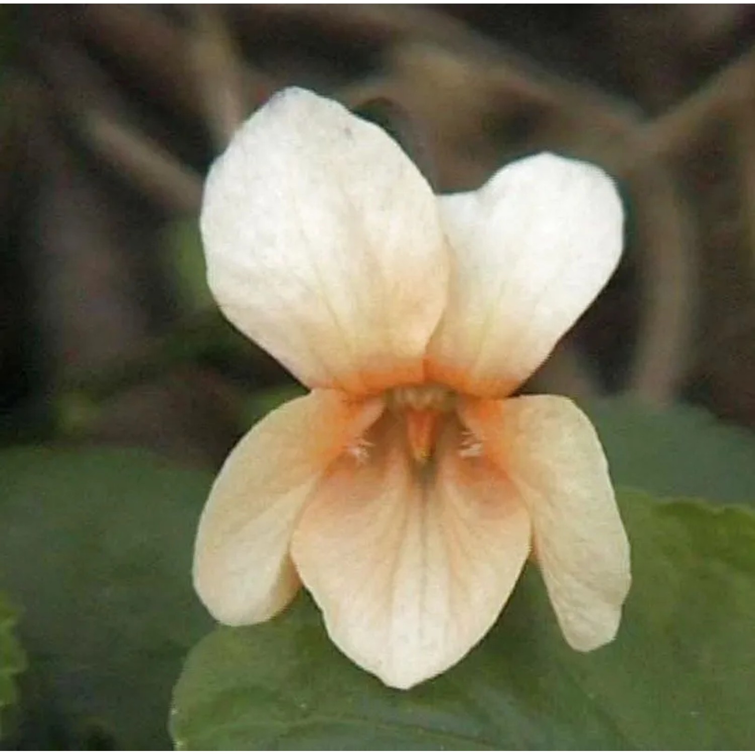 Duftveilchen Sulphurea - Viola odorata