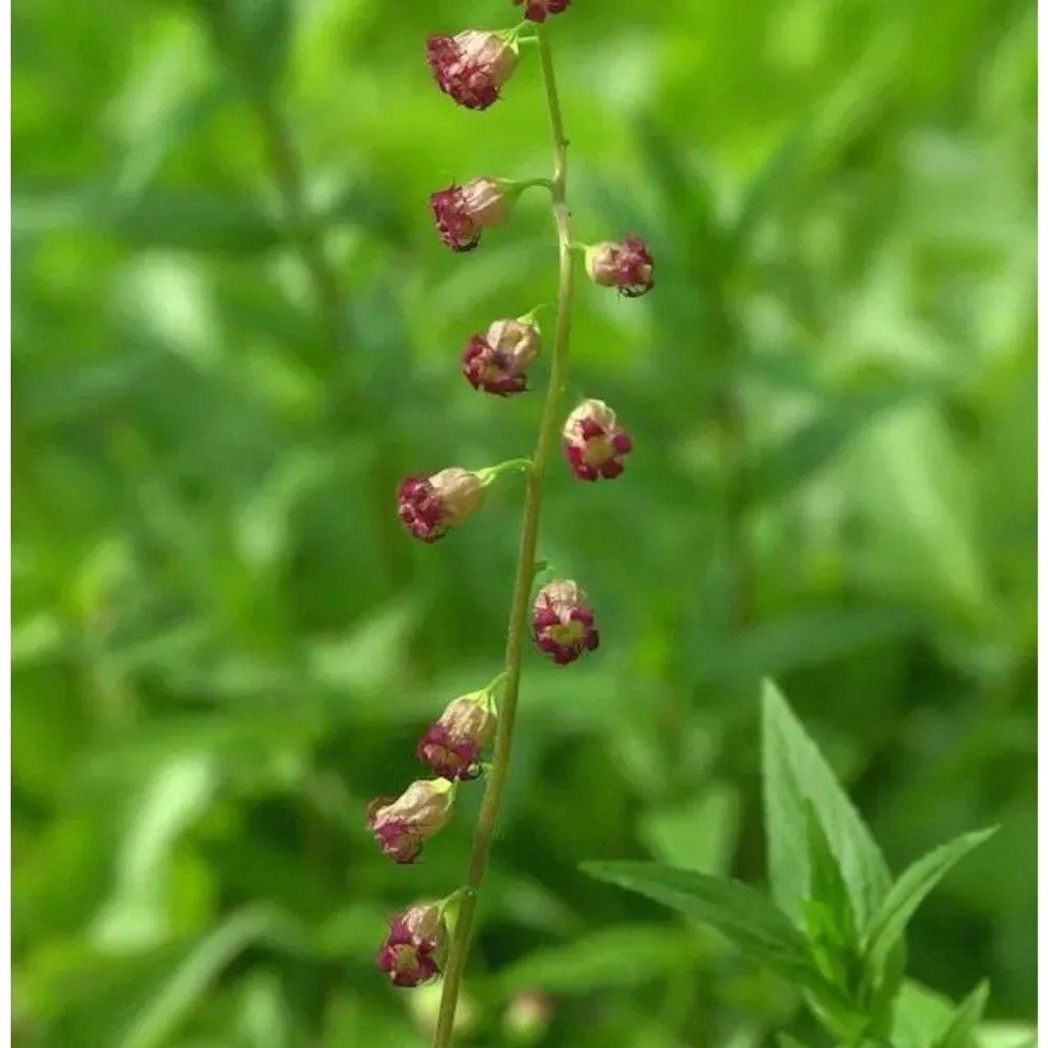 Falsche Allraunwurzel Rubra - Tellima grandiflora