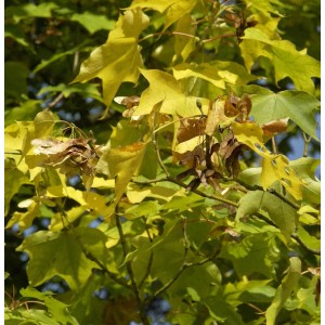 Kolchischer Gold-Ahorn (Acer cappadocicum Aureum) mit goldgelben Blättern und Samenständen.