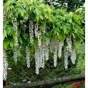 Blühender, weißer Blauregen Longissima (Wisteria floribunda) mit langen, weißen Blütentrauben.