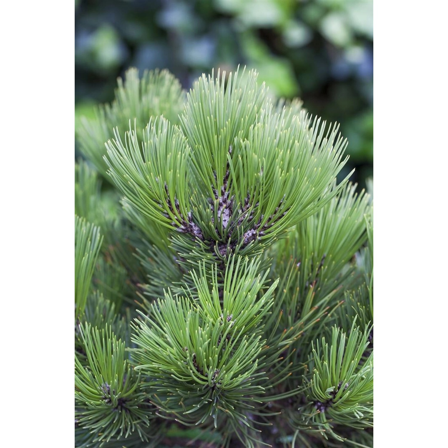 Pinus Heldreichii Den Ouden Bosnische Kiefer 30–40 cm günstig online kaufen