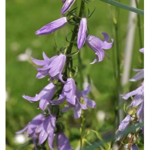 Nahaufnahme der violetten Blütenstände einer Nesselglockenblume (Campanula trachelium).